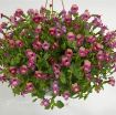 Picture of Torenia 'Magenta Moon' Wishbone Flower