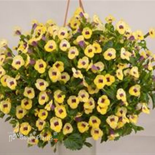 Picture of Torenia 'Yellow Moon' Wishbone Plant