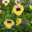 Picture of Torenia 'Yellow Moon' Wishbone Plant