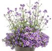 Picture of Verbena Meteor Shower™ bonariensis