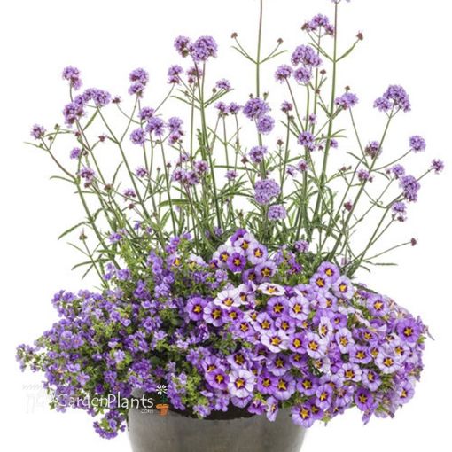 Picture of Verbena Meteor Shower™ bonariensis