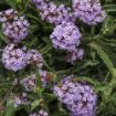Picture of Verbena Meteor Shower™ bonariensis