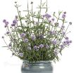Picture of Verbena Meteor Shower™ bonariensis