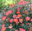 Picture of Rose Oso Easy Hot Paprika® Landscape rose