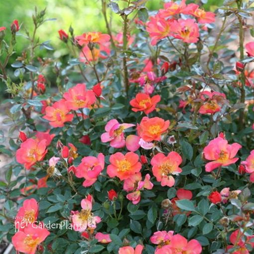 Picture of Rose Oso Easy Hot Paprika® Landscape rose
