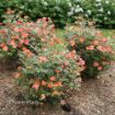 Picture of Rose Oso Easy Hot Paprika® Landscape rose