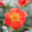 Picture of Rose Oso Easy Hot Paprika® Landscape rose