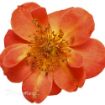 Picture of Rose Oso Easy Hot Paprika® Landscape rose