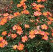 Picture of Rose Oso Easy Hot Paprika® Landscape rose