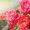 Picture of Rose Oso Easy® Mango Salsa Landscape Rose