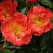 Picture of Rose Oso Easy® Mango Salsa Landscape Rose