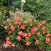 Picture of Rose Oso Easy® Mango Salsa Landscape Rose