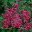 Picture of Spirea Double Play® Red