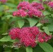 Picture of Spirea Double Play® Red
