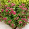 Picture of Spirea Double Play® Red