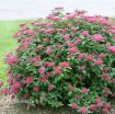 Picture of Spirea Double Play® Red