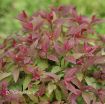 Picture of Spirea Double Play® Red