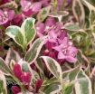 Picture of Weigela 'My Monet' pp16824