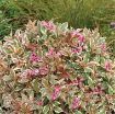 Picture of Weigela 'My Monet' pp16824