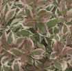 Picture of Weigela 'My Monet' pp16824