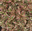 Picture of Weigela 'My Monet' pp16824