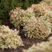 Picture of Weigela 'My Monet' pp16824