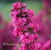 Picture of Weigela Sonic Bloom® Pink Reblooming Weigela