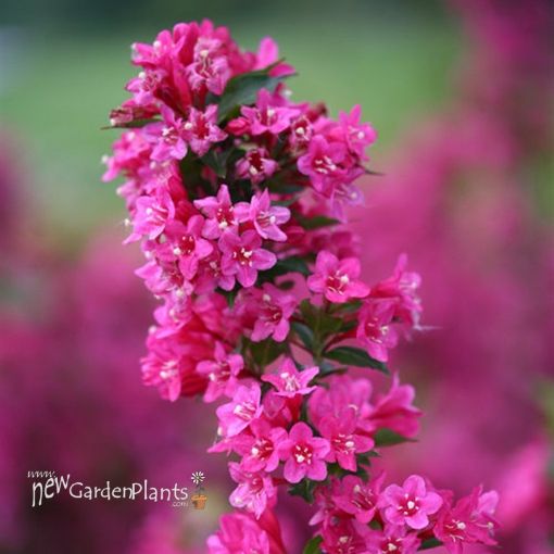 Picture of Weigela Sonic Bloom® Pink Reblooming Weigela