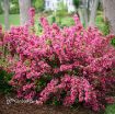 Picture of Weigela Sonic Bloom® Pink Reblooming Weigela