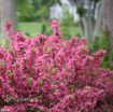 Picture of Weigela Sonic Bloom® Pink Reblooming Weigela