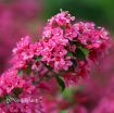 Picture of Weigela Sonic Bloom® Pink Reblooming Weigela