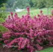 Picture of Weigela Sonic Bloom® Pink Reblooming Weigela