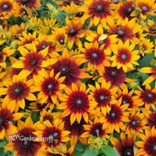 Picture of Rudbeckia Echibeckia™ Summerina® Sunreef