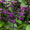 Picture of Salvia Rockin'® Deep Purple 
