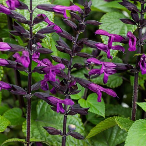 Picture of Salvia Rockin'® Deep Purple 