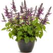 Picture of Salvia Rockin'® Deep Purple 