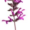Picture of Salvia Rockin'® Deep Purple 