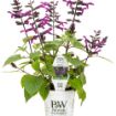 Picture of Salvia Rockin'® Deep Purple 