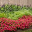 Picture of Salvia Rockin'® Deep Purple 