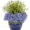 Picture of Cyperus Queen Tut Dwarf Papyrus Graceful Grasses