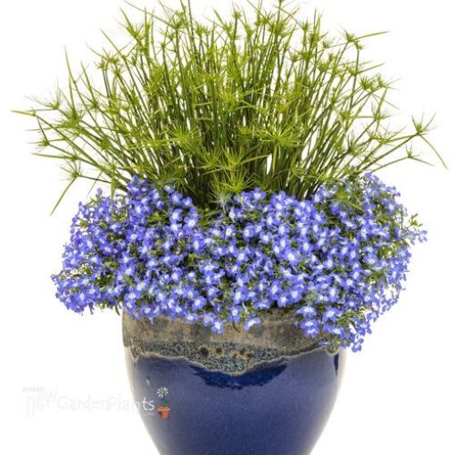Picture of Cyperus Queen Tut Dwarf Papyrus Graceful Grasses