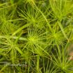 Picture of Cyperus Queen Tut Dwarf Papyrus Graceful Grasses