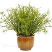 Picture of Cyperus Queen Tut Dwarf Papyrus Graceful Grasses