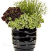Picture of Cyperus Queen Tut Dwarf Papyrus Graceful Grasses