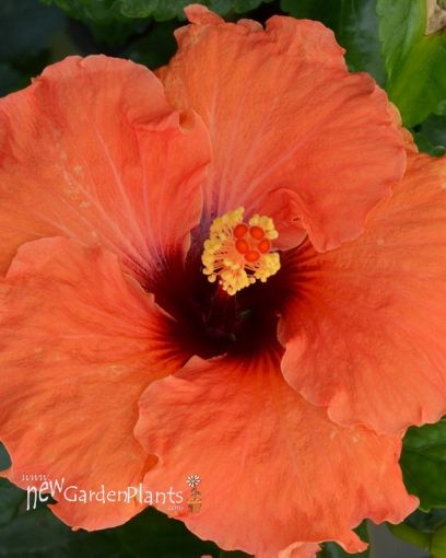 Picture of Hibiscus ‘ROCKSTAR™’ HOLLYWOOD® SERIES