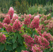 Picture of Hydrangea PINKY WINKY PRIME® Panicle Hydrangea