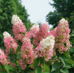 Picture of Hydrangea PINKY WINKY PRIME® Panicle Hydrangea