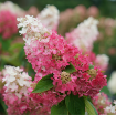 Picture of Hydrangea PINKY WINKY PRIME® Panicle Hydrangea