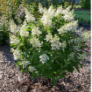 Picture of Hydrangea PINKY WINKY PRIME® Panicle Hydrangea