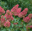 Picture of Hydrangea PINKY WINKY PRIME® Panicle Hydrangea
